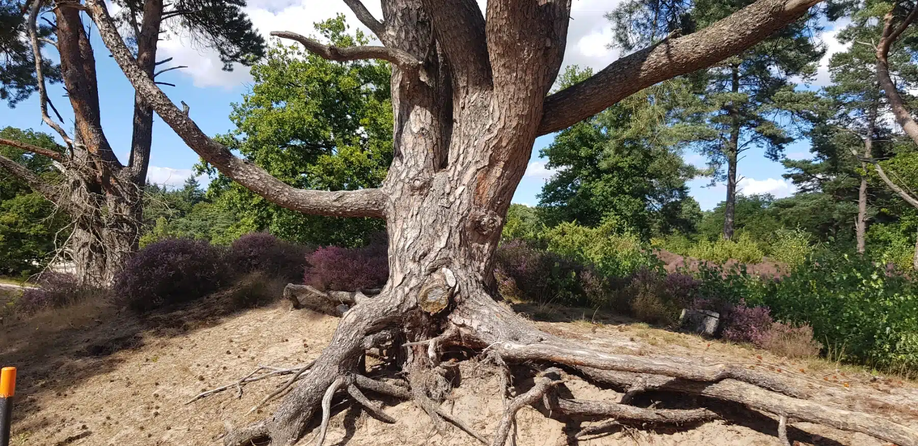 ph-deeply-rooted-many-branches
